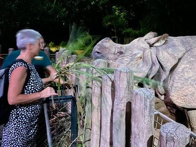 Mein Highlight der Night Safari Singapur - Fütterung des Nashorns, ein unvergessliches Erlebnis!