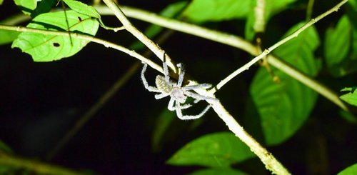 Tierbeobachtung beim nächtlichen Dschungelspaziergang Malaysia Regenwald