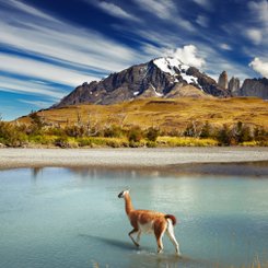 Guanaco im Nationalpark Torres del Paine bei Punta Arenas