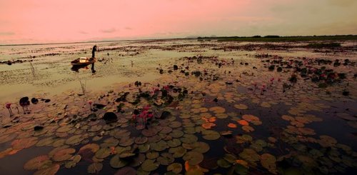 Nakhon Sawan Bung Boraphet Tier- und Pflanzenparadies im Frischwassersumpfgebiet