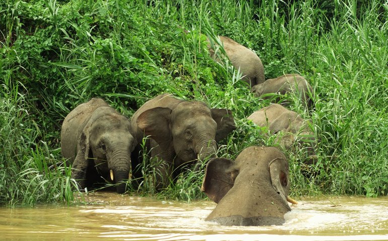 Zwergelephanten in Malaysia im Norden von Borneo in der Region Sandakan