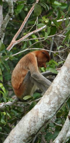 Nasenaffe im Tanjung Nationalpark Borneo