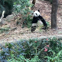 Panda im River Wonders Singapur