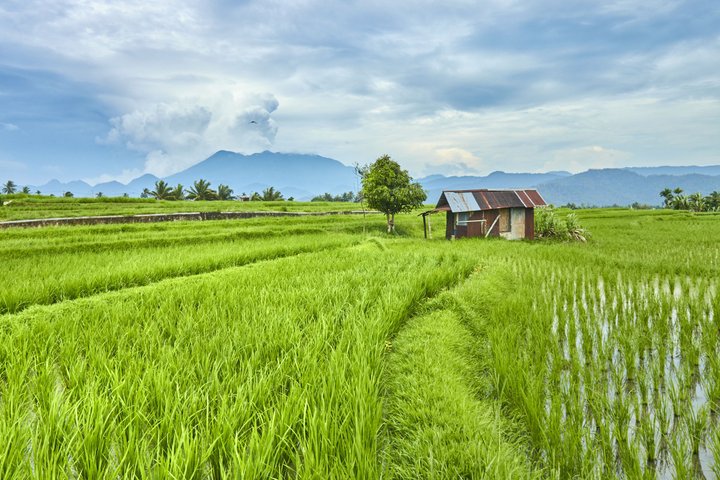 Reisfeld Westsumatra