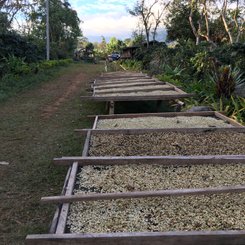 Kaffee zum Trocknen ausgelegt Bolavenplateau Südlaos