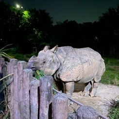 Night Safari Singapore Zoo