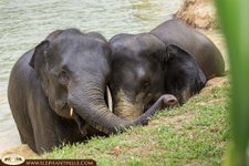 Elephant Hills Camp - hautnahe Begegnung mit Elefanten