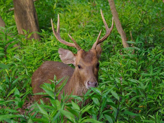 The Menjangan Bali - Deer Island