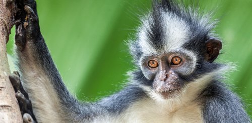 Thomas Langur Affe Sumatra