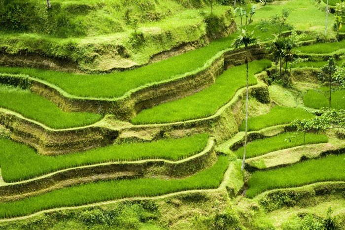 zu einer Reise Klassisches Bali gehören die Reisterrassen auf jeden Fall dazu