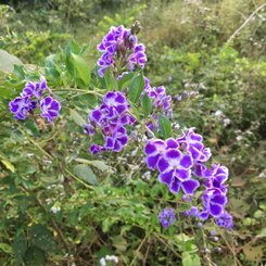 unzählige Blumen am Bolavenplateau Südlaos