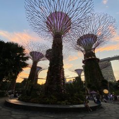 Supertree Grove in der Abenddämmerung Singapur