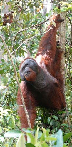 Orang Utan im Tanjung Puting Nationalpark Borneo