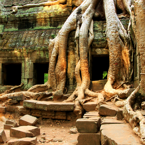 Tempel von Angkor von Urwaldriesenüberwachsene Ruinen in Kambodscha