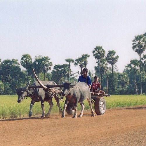 Fahrt mit dem Ochsenkarren am Land Kambodscha