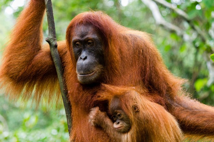 Indonesien Orang Utan in Borneo