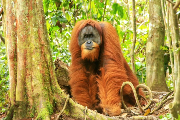 maennlicher Sumatra-Orang-Utang Gunung Leuser Nationalpark 