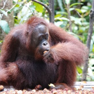 junger Orang Utan mit Rambutans auf der Fütterungsplattform