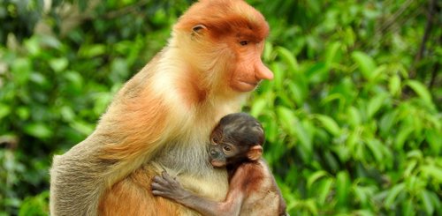 im Kutai Nationalpark begegnen Sie neben dem Orang Utan auch Nasenaffen