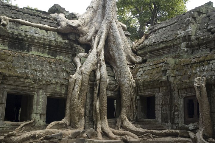 überwachsene Ruinen in Angkor Kambodscha Ta Phrom