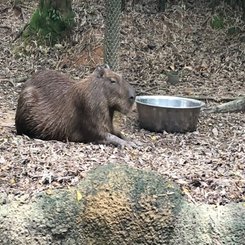 Capybara im River Wonders Singapur