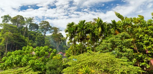 Gunung Leuser Nationalpark Sumatra