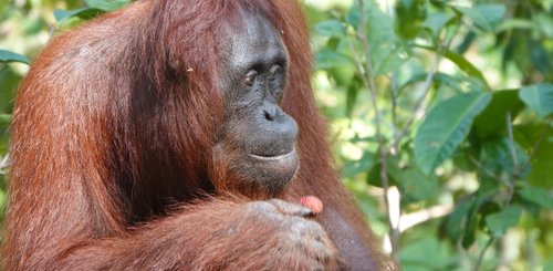 Orang Utan bei der Hausboottour im Tanjung Puting Nationalpark Borneo