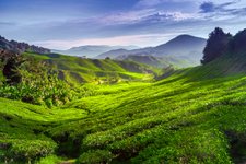 Cameron Highlands Malaysia