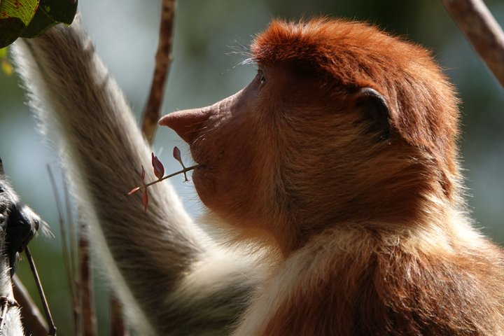 Nasenaffe im Tanjung Puting Nationalpark auf Borneo