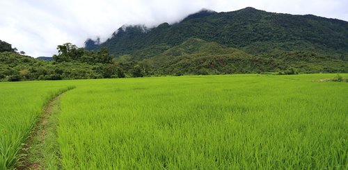 Reisfeld in Laos