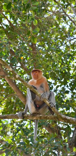 Langnasenaffe Borneo