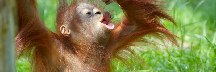 Orang Utan Borneo