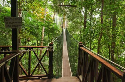 Baumwipfelpfad im Taman Negara Regenwald Malaysia