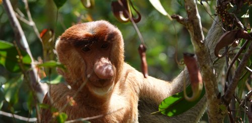 Nasenaffe bei der Hausboottour im Tanjung Puting Nationalpark Borneo