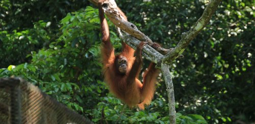 Orang Utan Malaysia Borneo 