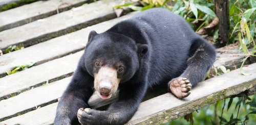 Sonnenbär Schutzzentrum Sepilok Malaysia Sandakan