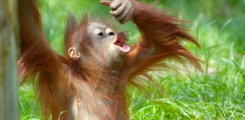 Orang Utan Borneo