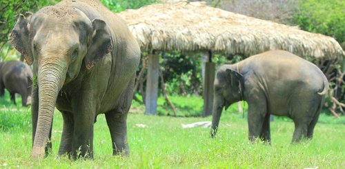 Kanta Elephant Sanctuary Chiang Mai