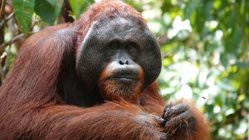 tolle Orang Utan Beobachtung auf Borneo!