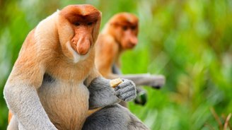 Langnasenaffen - nur auf Borneo beheimatet