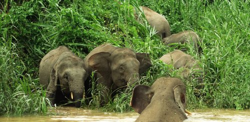 Zwergelephanten in Malaysia im Norden von Borneo in der Region Sandakan