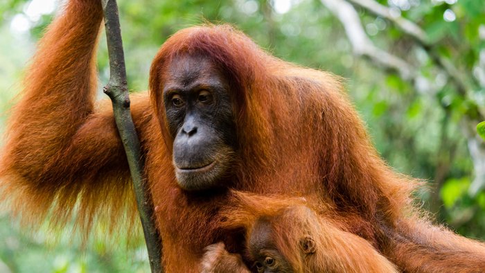 Indonesien Orang Utan in Borneo