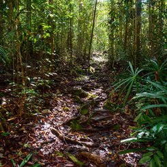 im Kutai Nationalpark im Osten Borneos gehen Sie auf die Suche nach frei lebenenden Orang Utans